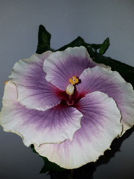 Hibiscus Tahitian Taui Merylou