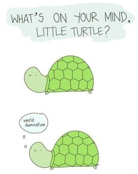 16 Funny Turtle Memes That Will Make You LOL Turtle Quotes Turtles