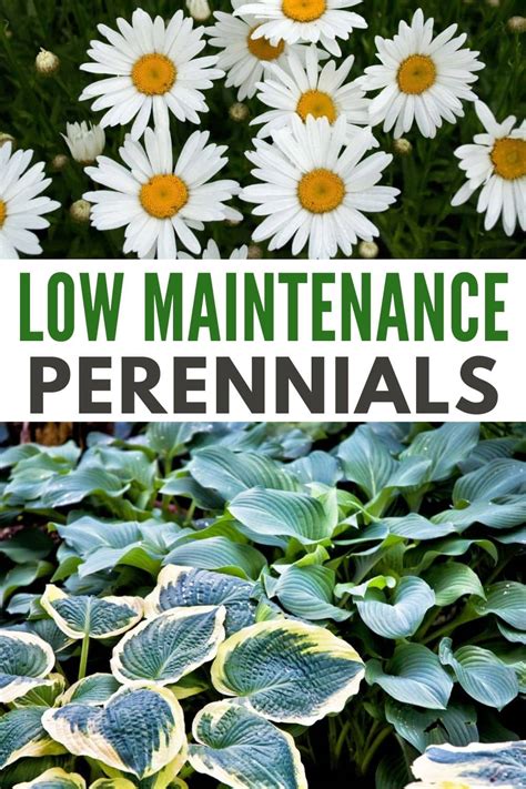 Low Maintenance Perennials Wondermom Wannabe