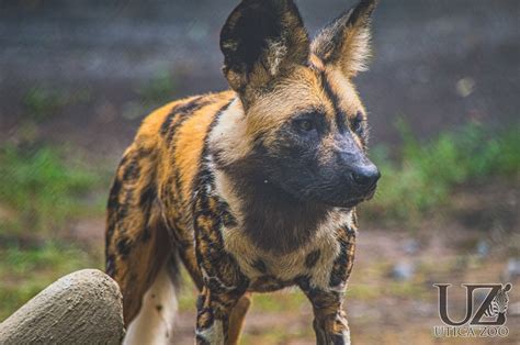 African Painted Dog Utica Zoo