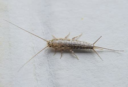 What are the shipping options for pest control? Pest Library - Superior Pest Solutions