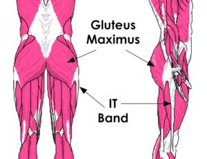 Check out amazing glutes artwork on deviantart. Gluteus Maximus Anatomy - Anatomy Diagram Book
