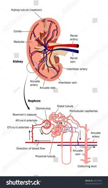 Supplies the anterior brain and the vertebral a. Nephron Diagram With Labels | Renal, Renal physiology ...