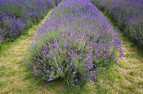 How To Grow Lavender Gardening Site