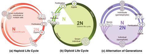 2 40 Reproductive Life Cycles Biology Libretexts