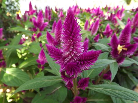 You can buy celosia seedlings from a local nursery or garden center, but they are also easy to grow from seed. Celosia - Derived from the Greek Word "Kelos" Meaning ...