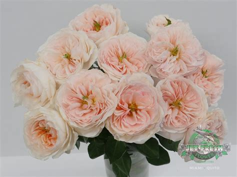2021 David Austin Wedding Roses Jet Fresh Flower Distributors