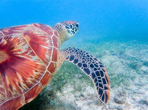 1532434232811 | Underwater pictures, Underwater, Animals
