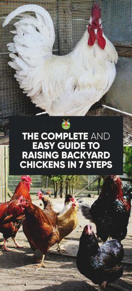 Backyard is an intelligent restaurant serving delicious chicken both fried and grilled with beautiful plant based dishes in a fresh contemporary environment. The Complete 7-Step Guide to Raising Chickens in Your Backyard