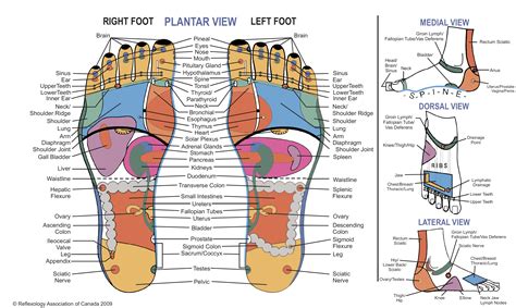 Left Foot Reflexology Chart