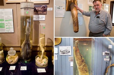 inside earth s biggest penis museum founded because somebody had to do it