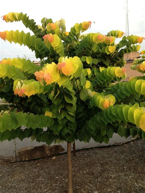 Learn the top trees for small gardens and homes so you can plant trees that will bring the most value to your house and family! Cercis 'The Rising Sun'. The Rising Sun Redbud. | Small ...
