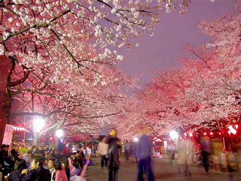 Cherry Blossoms At Night Best Places For Cherry Blossom Night Viewing In Japan 2020 Japan Web