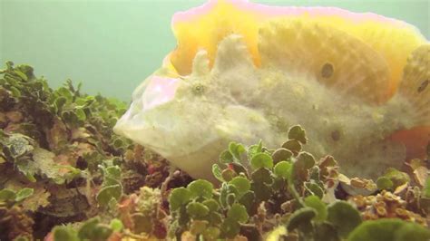 Ocellated Frogfish Eating Youtube