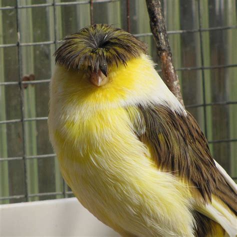 Meet Gloster Canaries Birds That Always Have A Bad Hair Day