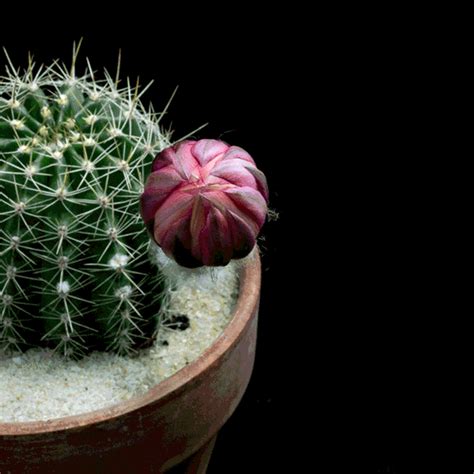 Cactus Flowers In Bloom Timelapse — David Airey