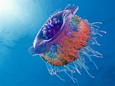 Jellyfish Photographs Fine Art America