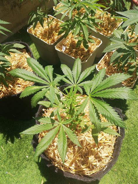 Barneys Farm Mimosa Evo 4 Grow Diary Journal Week6 By Mrnugslover