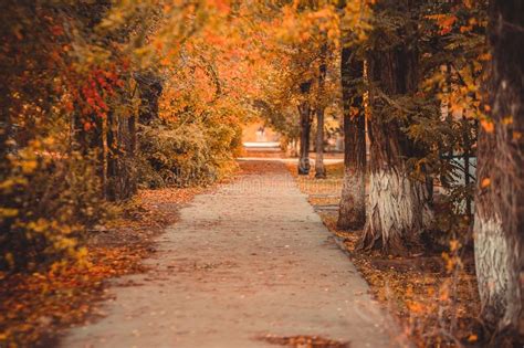 Alley Of Beautiful Trees In The Autumn Park Leaf Fall Stock Image