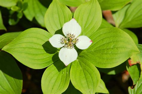 Bunchberry, a Diminutive Dogwood Ground Cover
