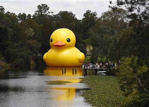 Giant Rubber Duck Sparks Sydney Festival[4] Cn