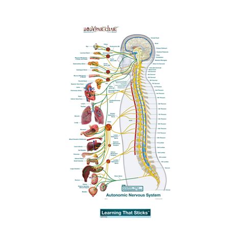 Myelination of nerve fibers in the peripheral nervous system is achieved by schwann cells wrapping. Autonomic Nervous System Lateral (Labeled) - Body Part ...