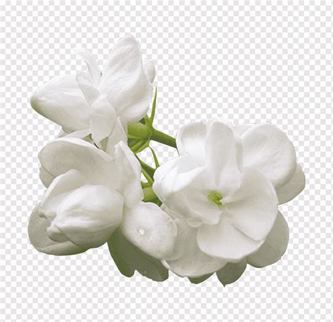 Melati Putih Bunga Bahan Dekoratif Png Pngwing