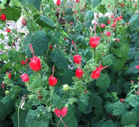 Turk S Cap In 2021 Fast Growing Plants Plant Cuttings How To Make Tea