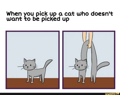 Happy 11th Imgur Here Are Some Cat Memes When You Pick Up A Cat Up