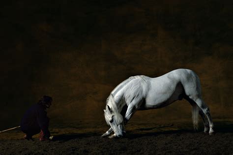 At the age of 20, he settled in central. Pure-bred Spanish stallion, France - Yann Arthus-Bertrand ...