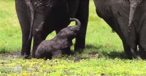 Mother Elephant Gives Birth On The Open Plain Seconds Later The Herd
