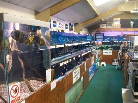 Plymouth Maidenhead Aquatics Fish Store Review Tropical Fish Site