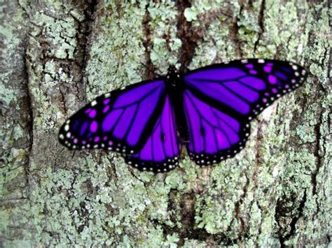 Purple Butterfly Purple Butterfly Beautiful Butterflies Butterfly