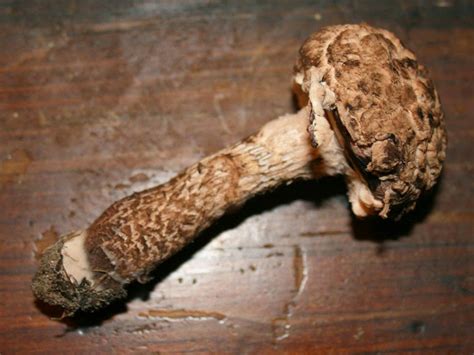 Edible Mushroom The Old Man Of The Woods The Survival Gardener