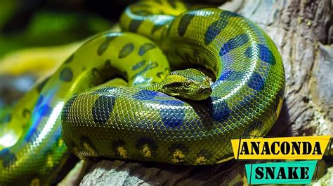 Anaconda Snake Amazing Facts About Giant Anaconda Snake Youtube
