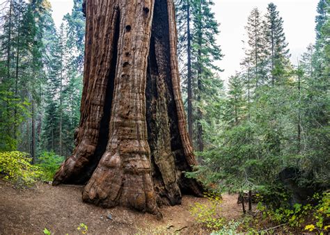Conservation Group Buys Worlds Largest Privately Owned Giant Sequoia