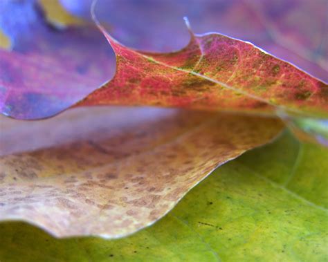 Fall Leaf Close Up Wallpapers Hd Wallpapers 25176
