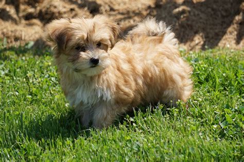 Morkie Puppy For Sale Millersburg Oh Male Riley Ac Puppies Llc