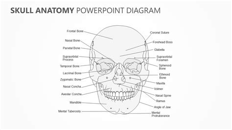 Skull Anatomy Powerpoint Diagram Check More At