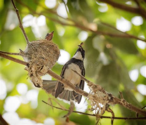 Bird Feeding Baby Birds Stock Image Image Of Habitat 71698989