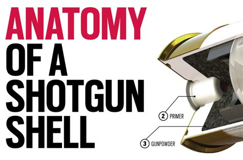 Anatomy Of A Shotgun Shell Pullusa Magazine