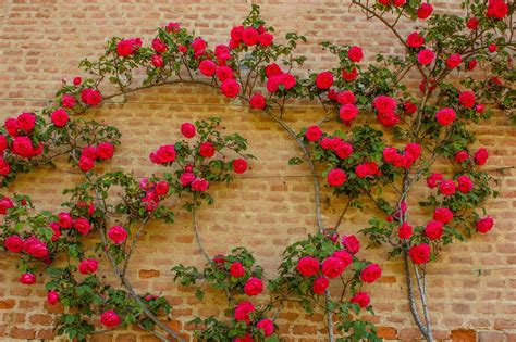 Best Climbing Roses For Garden Shade Horticulture