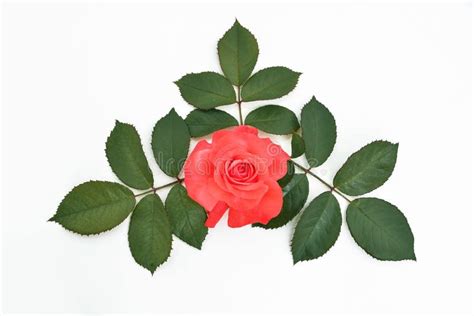 Red Rose With Leaves On A White Background Latin Name Rosa Stock