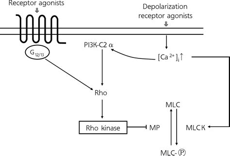 Figure 3 From Calcium Dependent Regulation Of Rho And Myosin
