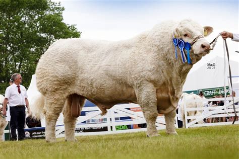 Great Yorkshire Show 12th 14th July 2022 The British Charolais Cattle