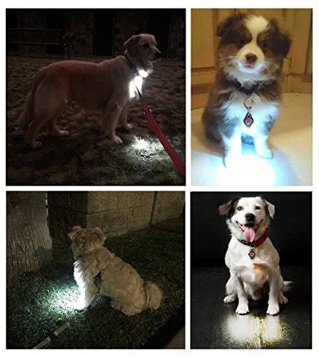 The Top 5 Best Dog Leash Lights For Safe Low Light Walking The Dog