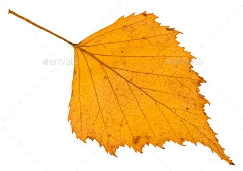 Fallen Autumn Yellow Leaf Of Birch Tree Isolated Stock Photo By Vvoennyy