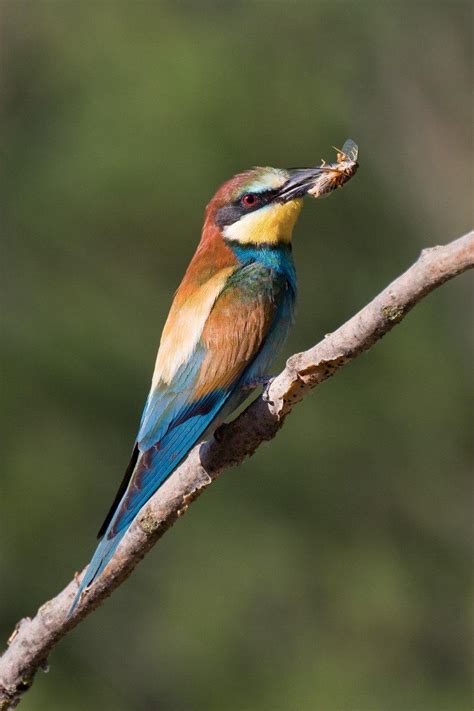 Aves De Guadalajara Senderismo Guadalajara