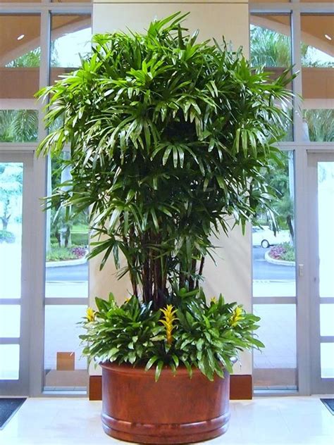 Raphis Excelsa Lady Palm One Of The Easiest Indoor Palms To Grow