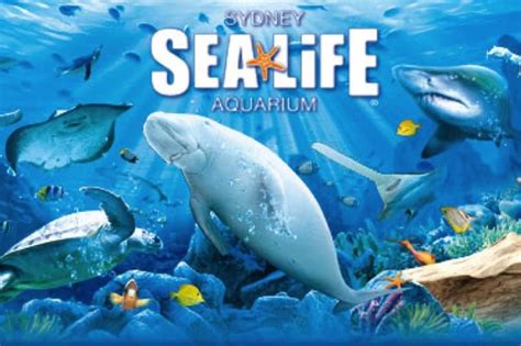 Located On The City Side Of Darling Harbour Sea Life Sydney Aquarium